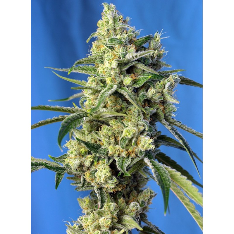 SWEET AMNESIA HAZE · Sweet Seeds · cannabis seeds · Fem