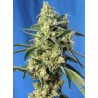 SWEET AMNESIA HAZE · Sweet Seeds · cannabis seeds · Fem