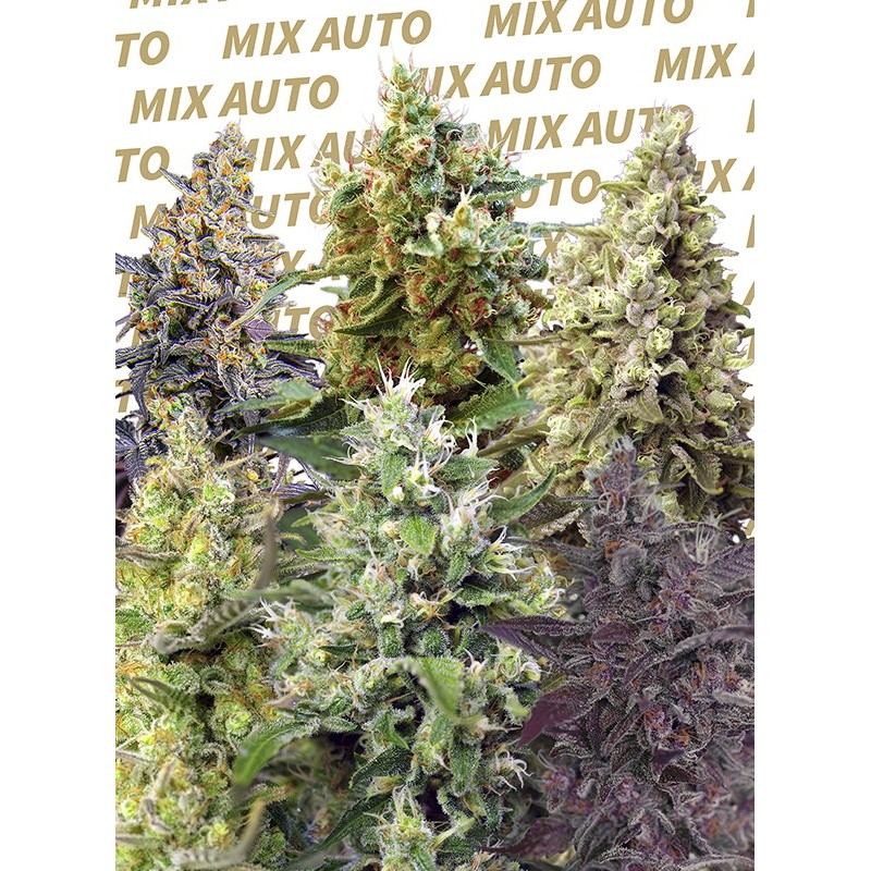 SWEET MIX AUTO · Sweet Seeds · cannabis seeds · AutoFem