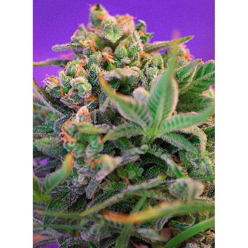 SWEET CHEESE F1 FAST VERSION · Sweet Seeds · cannabis seeds · Fem