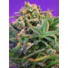 SWEET CHEESE F1 FAST VERSION · Sweet Seeds · cannabis seeds · Fem