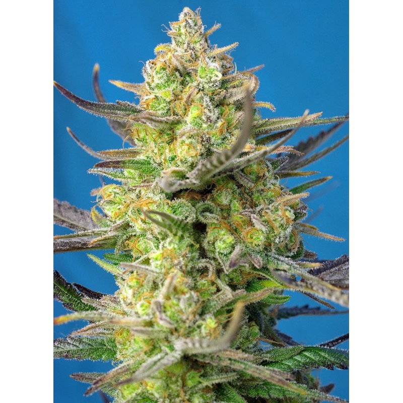 SWEET CHEESE XL AUTO · Sweet Seeds · kenevir tohum · Disi · AutoFem