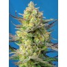 SWEET CHEESE XL AUTO · Sweet Seeds · cannabis seeds · AutoFem