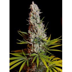 SWEET CHEESE · Sweet Seeds...