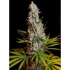 SWEET CHEESE · Sweet Seeds · kenevir tohum · Disi · Fem