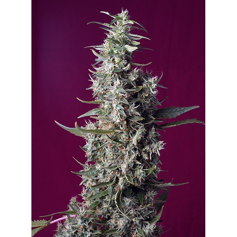 SWEET CHERRY PIE · Sweet Seeds · cannabis seeds · Fem