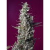 SWEET CHERRY PIE · Sweet Seeds · cannabis seeds · Fem