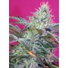 SWEET CHEESE AUTO · Sweet Seeds · cannabis seeds · AutoFem