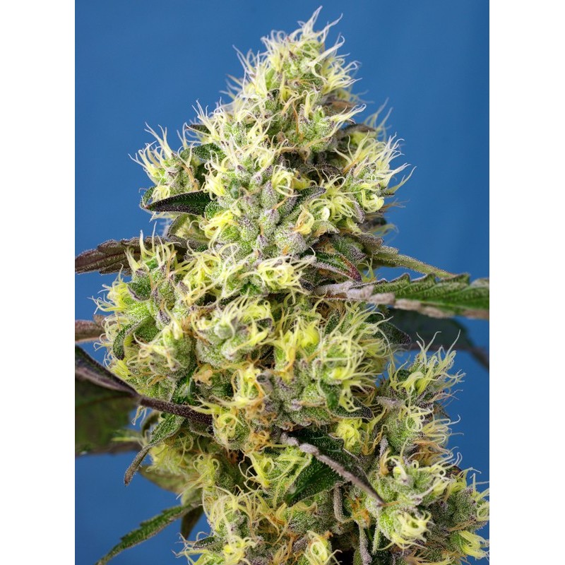 SWEET GELATO AUTO · Sweet Seeds · cannabis seeds · AutoFem