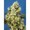 SWEET GELATO AUTO · Sweet Seeds · cannabis seeds · AutoFem
