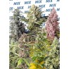 SWEET MIX FOTODEPENDIENTE · Sweet Seeds · cannabis seeds · Fem