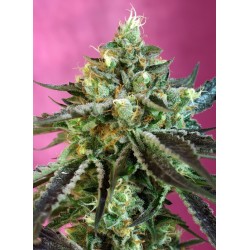 SWEET NURSE AUTO CBD ·...