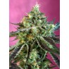 SWEET NURSE AUTO CBD · Sweet Seeds · cannabis seeds · AutoFem