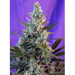 SWEET SKUNK AUTO · Sweet...