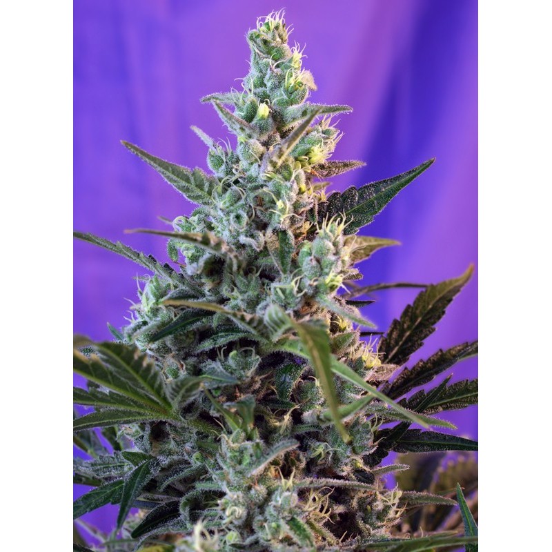 SWEET SKUNK F1 FAST VERSION · Sweet Seeds · cannabis seeds · Fem