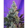SWEET SKUNK F1 FAST VERSION · Sweet Seeds · cannabis seeds · Fem