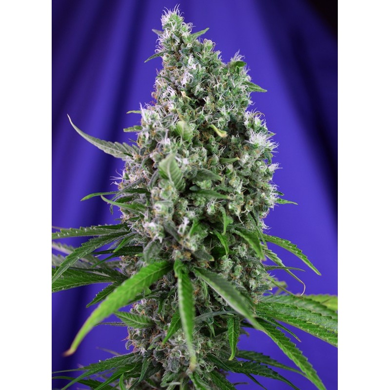 SWEET TRAINWRECK AUTO · Sweet Seeds · cannabis seeds · AutoFem