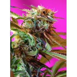 WILD ROSE · Sweet Seeds ·...