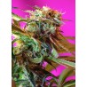 WILD ROSE · Sweet Seeds · cannabis seeds · Fem