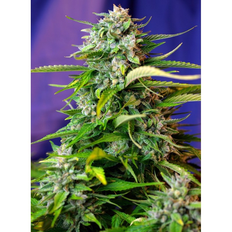 JACK 47 AUTO · Sweet Seeds · cannabis seeds · AutoFem