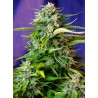 JACK 47 AUTO · Sweet Seeds · cannabis seeds · AutoFem
