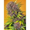 DIABLO ROJO XL AUTO · Sweet Seeds · kenevir tohum · AutoFem