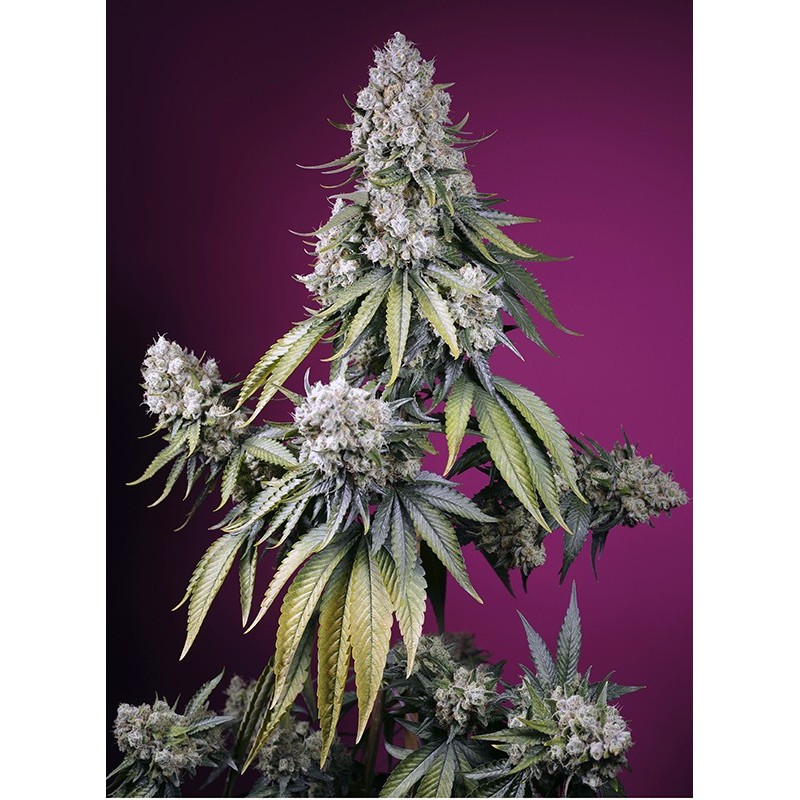 JEALOUSY Z XL AUTO · Sweet Seeds · cannabis seeds · AutoFem