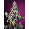 JEALOUSY Z XL AUTO · Sweet Seeds · cannabis seeds · AutoFem