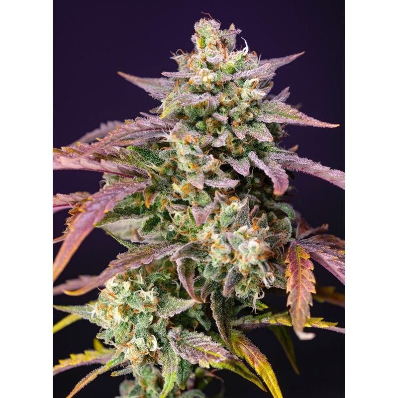 PURPLE PUNCH OG XL AUTO · Sweet Seeds · cannabis seeds · AutoFem