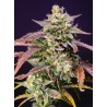 PURPLE PUNCH OG XL AUTO · Sweet Seeds · cannabis seeds · AutoFem