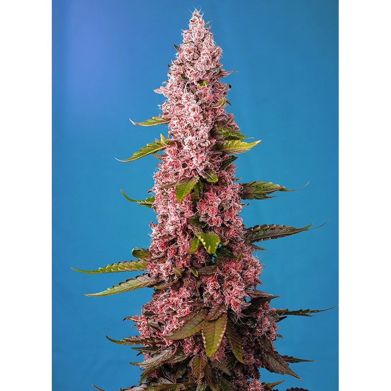 RED HOT COOKIES · Sweet Seeds · cannabis seeds · Fem
