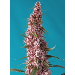 RED PURE AUTO CBD · Sweet...