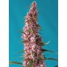 RED PURE AUTO CBD · Sweet Seeds · cannabis seeds · AutoFem