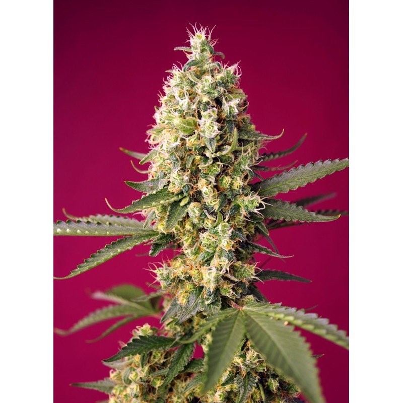SKYWALKER OG RUNTZ XL AUTO · Sweet Seeds · cannabis seeds · AutoFem