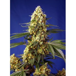 STRAWBERRY BANANA GELATO XL...