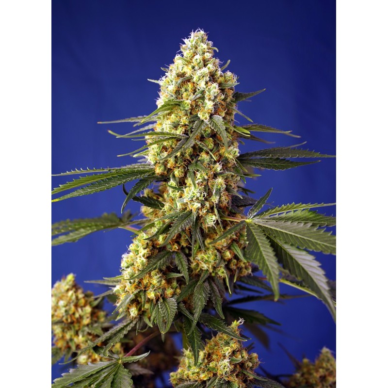 STRAWBERRY BANANA GELATO XL AUTO · Sweet Seeds · cannabis seeds · AutoFem