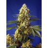 STRAWBERRY BANANA GELATO XL AUTO · Sweet Seeds · cannabis seeds · AutoFem