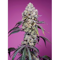 SWEET MANDARINE ZKITTLEZ F1...