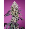 SWEET MANDARINE ZKITTLEZ F1 FAST VERSION · Sweet Seeds · cannabis seeds · Fem