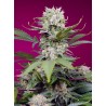 SWEET MANDARINE ZKITTLEZ XL AUTO · Sweet Seeds · cannabis seeds · AutoFem