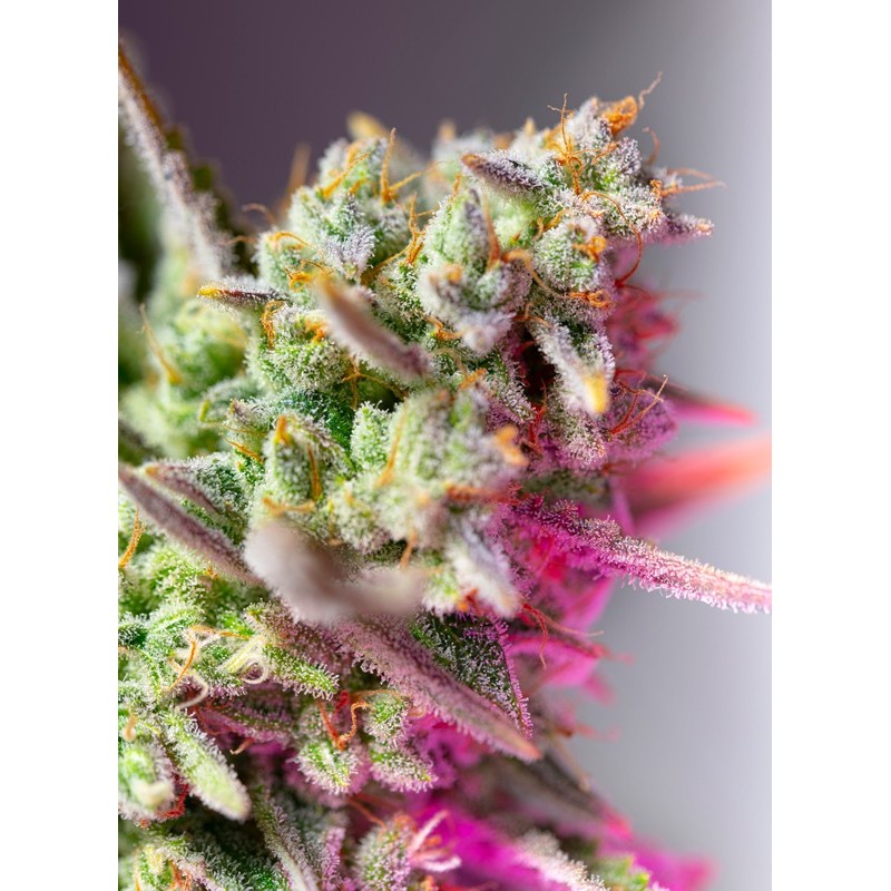 SWEET MIMOSA XL AUTO · Sweet Seeds · cannabis seeds · AutoFem