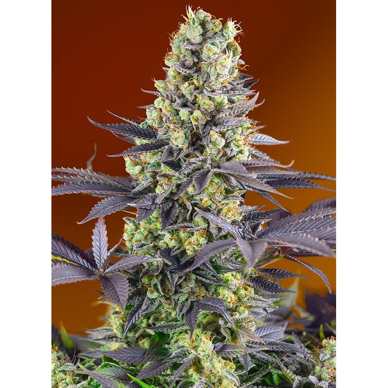 SWEET ZENZATION · Sweet Seeds · cannabis seeds · Fem