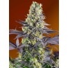 SWEET ZENZATION · Sweet Seeds · cannabis seeds · Fem