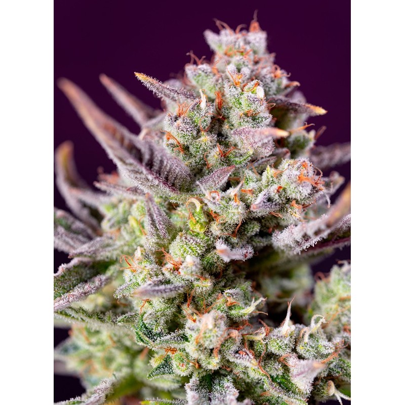 SWEET ZENZATION XL AUTO · Sweet Seeds · cannabis seeds · AutoFem