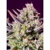 SWEET ZENZATION XL AUTO · Sweet Seeds · cannabis seeds · AutoFem