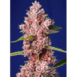 TROPICANNA POISON F1 FAST...