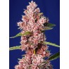 TROPICANNA POISON F1 FAST VERSION · Sweet Seeds · cannabis seeds · Fem