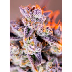 TROPICANNA POISON XL AUTO ·...