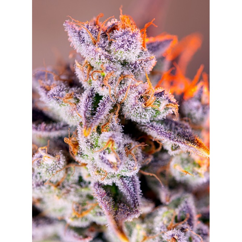 TROPICANNA POISON XL AUTO · Sweet Seeds · cannabis seeds · AutoFem