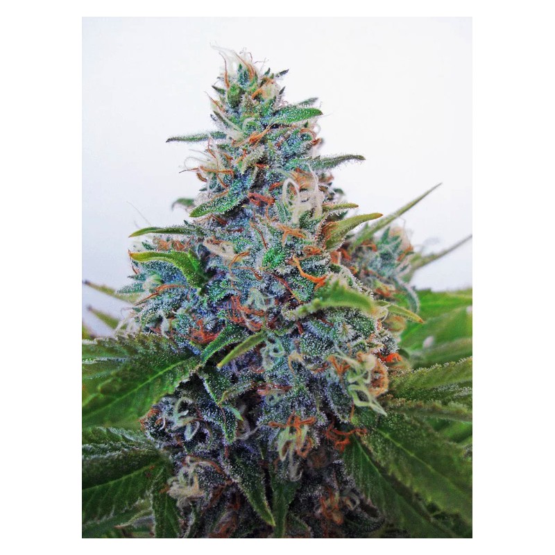 AUTO BLUE AMNESIA · Ministry of Cannabis · cannabis seeds · Auto Fem
